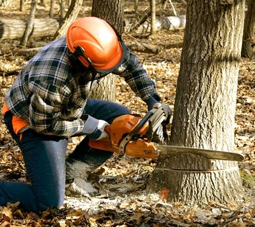 Tree Removal in Boons Camp, KY